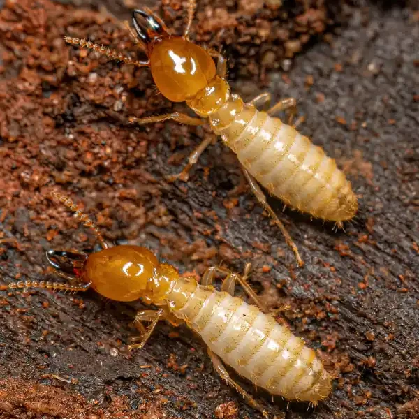two small typical termites on wet soil