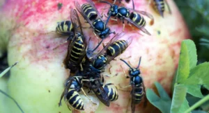 Group of wasps gathered on a fallen apple in fall