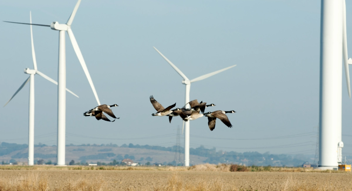 Geese flying near wind farm
