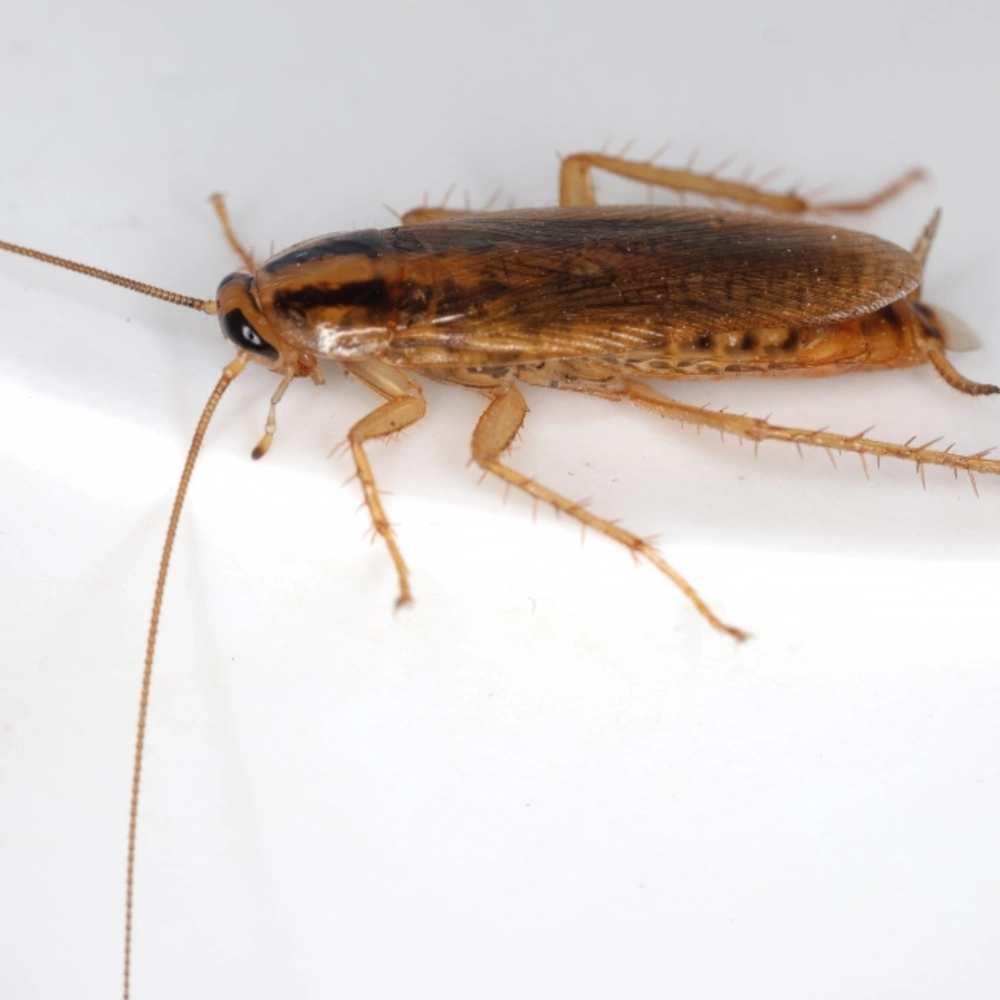 German Cockroaches in Florida