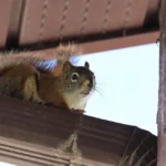 Closeup of a squirrel ontop of an eavestrough