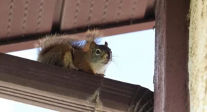 Closeup of a squirrel ontop of an eavestrough
