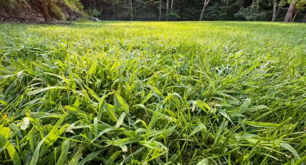 Crabgrass