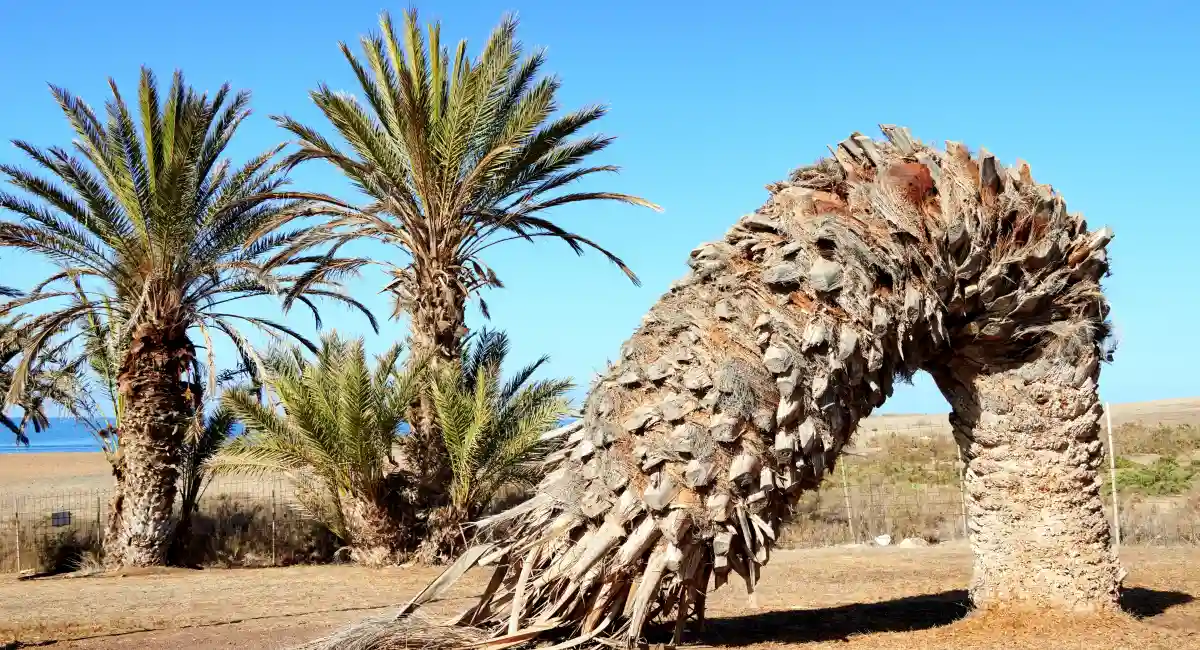 Palm tree damaged by pest activity