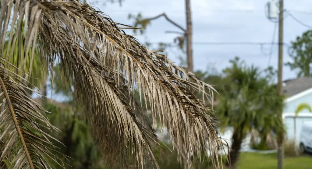 A palm tree with drooping fronds
