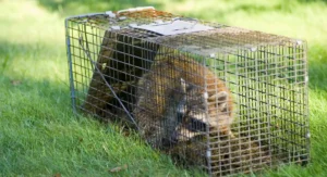 Raccoon Trapped in a Cage