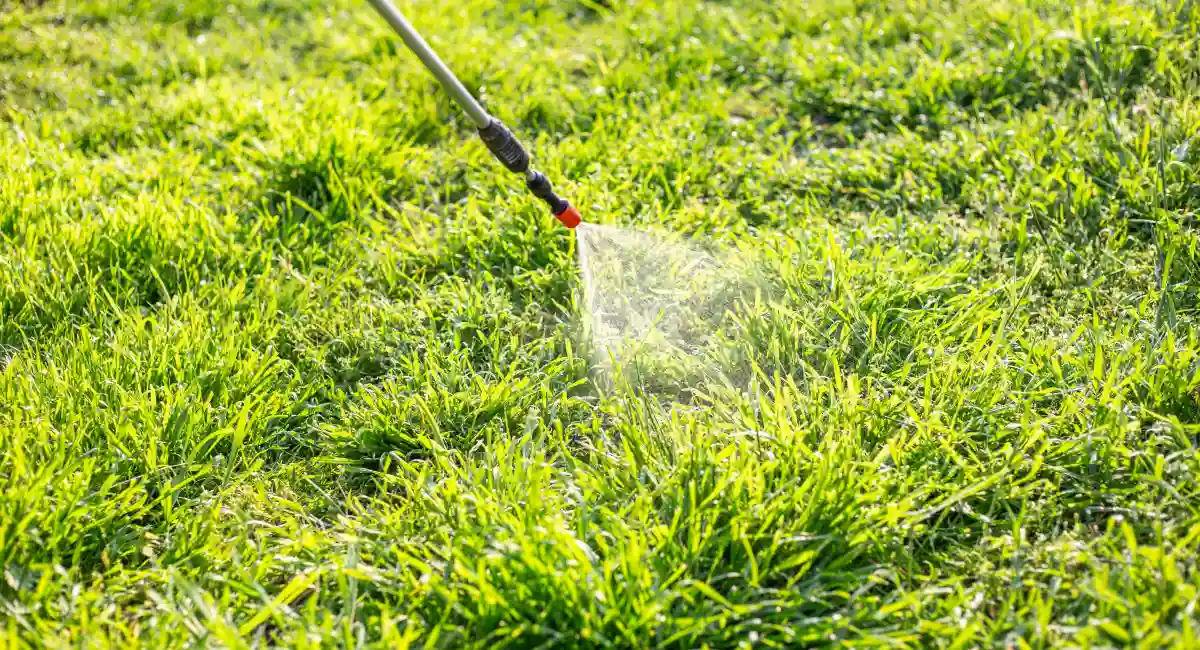 hose spraying grass in the garden