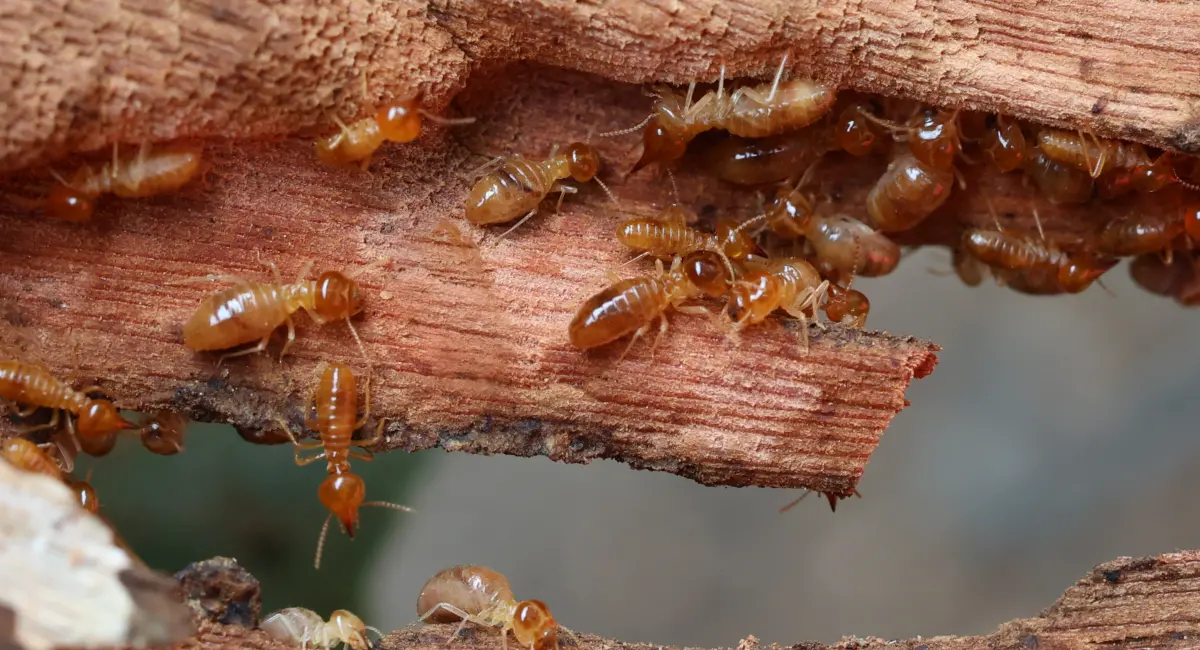 termites colony in wood