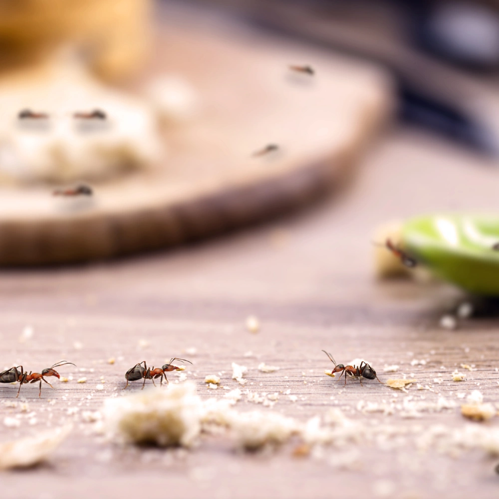 common ant on the kitchen table