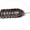 Pill Bug