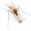 Mosquito icon