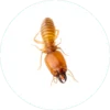 termite icon