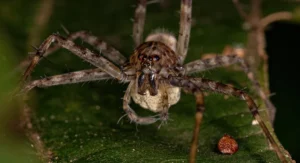 Adult Nursery Web Spider of the Genus Architis protecting your egg sac ootheca