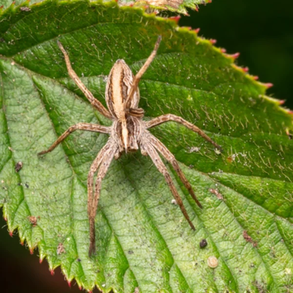 Female American nursery web spider Pisaurina mira guarding spiderling hatchlings in web nature.