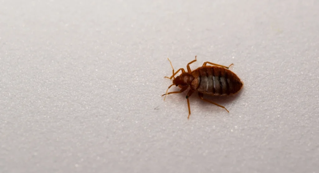 Bed bug against a white background