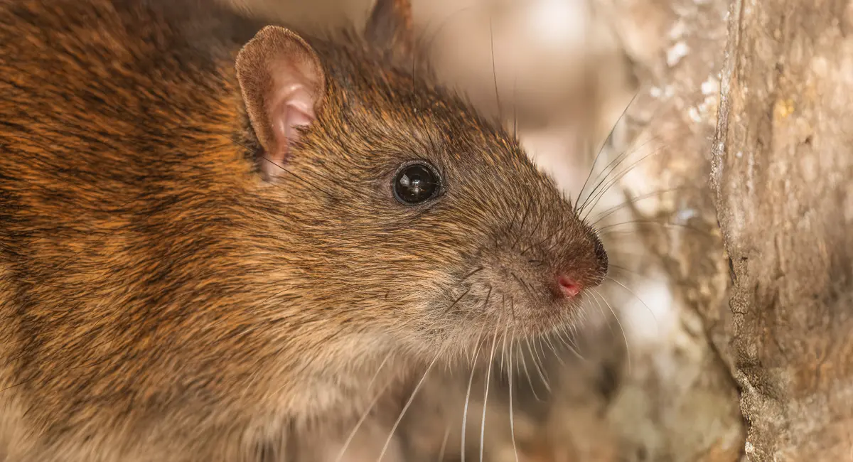 brown rat upclose next to wood