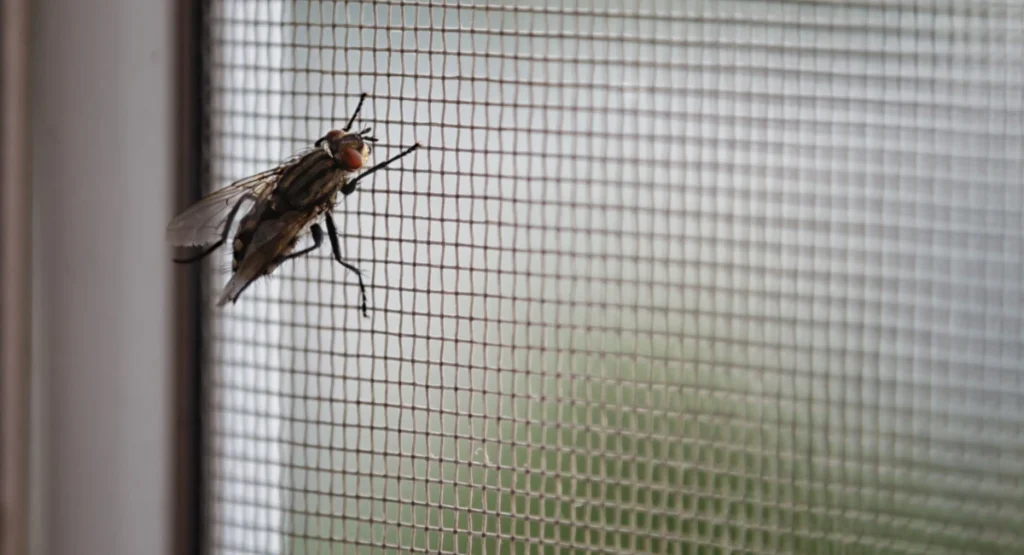 A protective fly and mosquito net