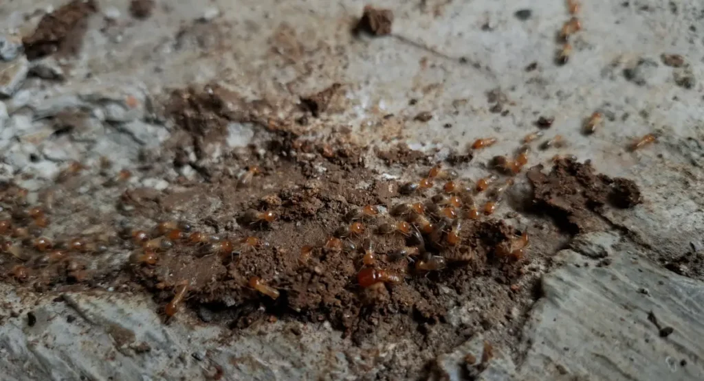 A colony of subterranean termites crawling through mud tubes on a concrete floor, showing an active pest infestation in a residential building.
