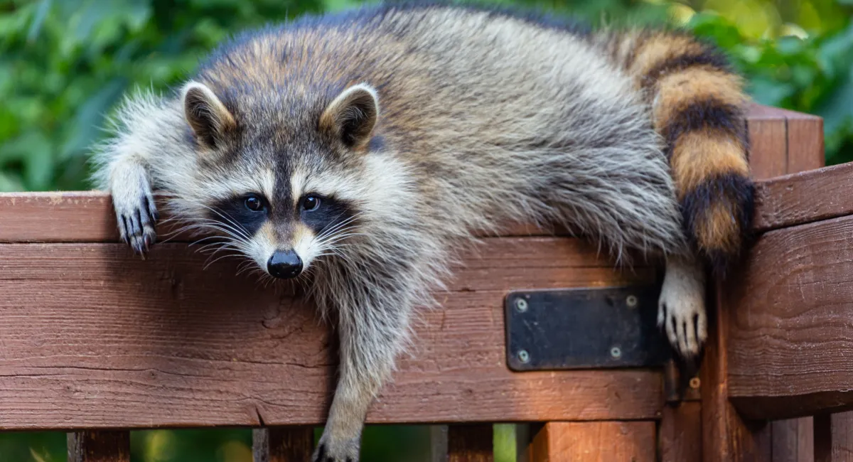 raccoon on wodden fence