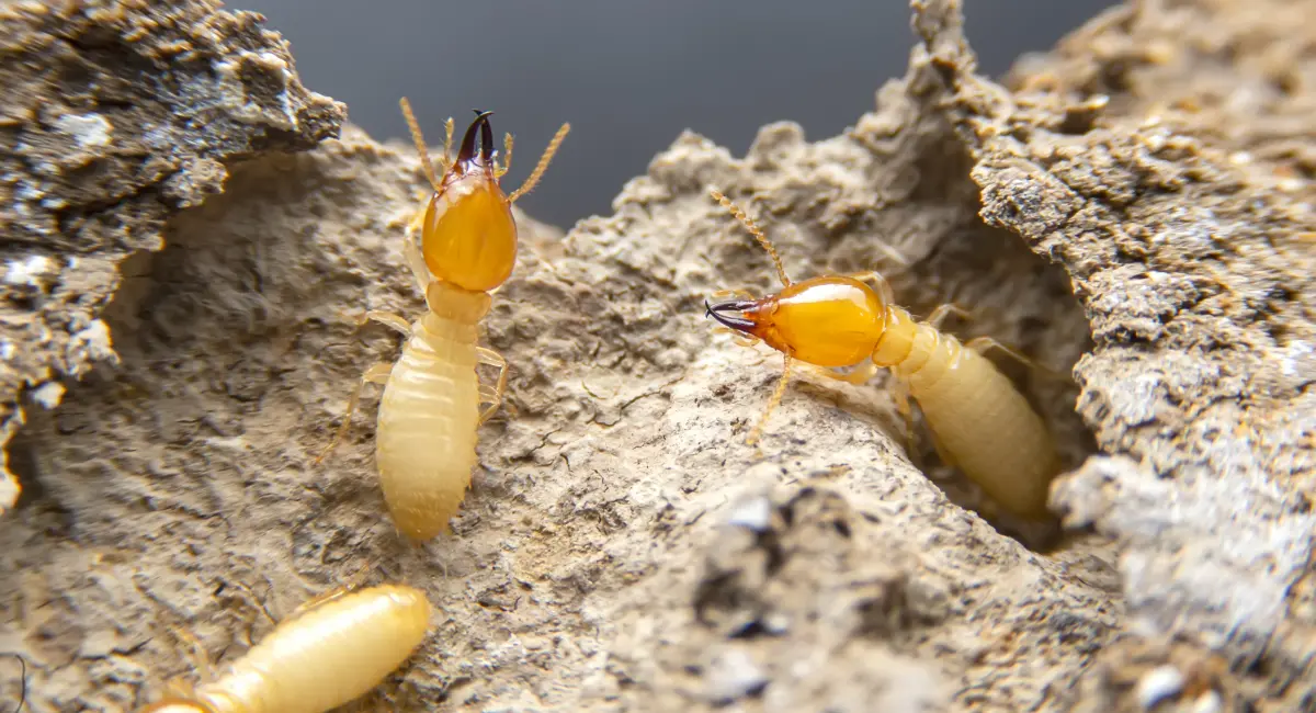 Termites in their home