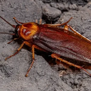 american cockroach