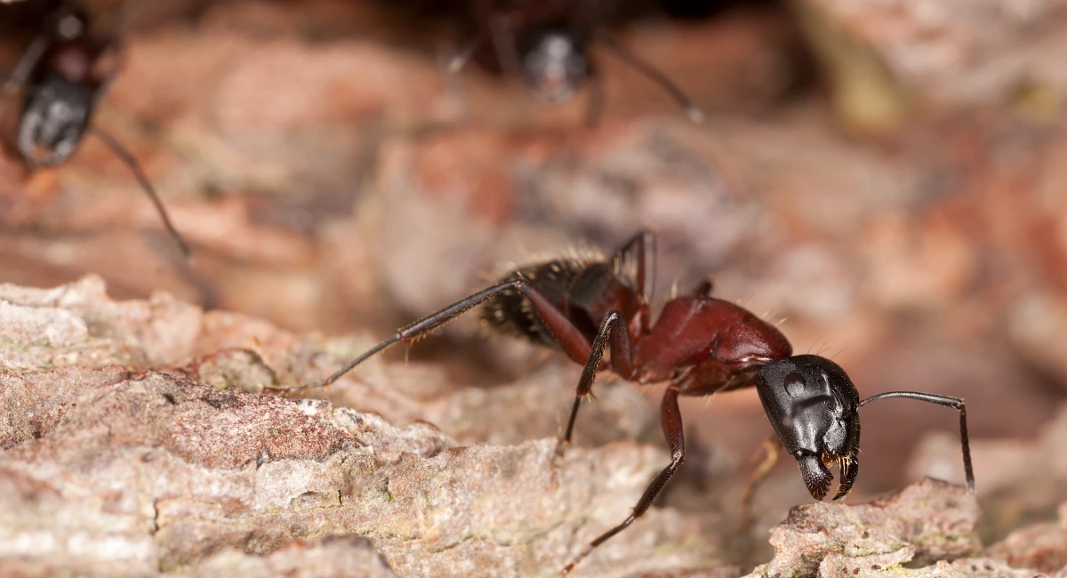 carpenter ants
