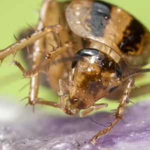 german cockroach