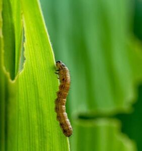 Fall Armyworm