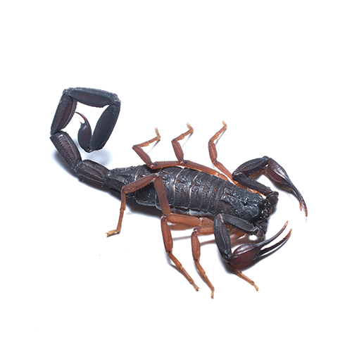 SCORPIONS ラグランT パキ綿 Florida_Bark_Male_Blacklight_0