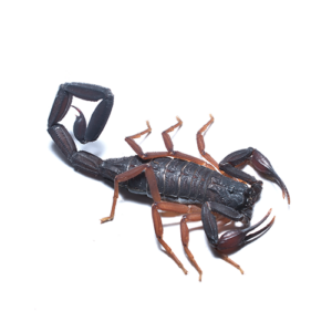 Florida Bark Scorpion