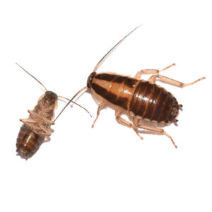 German Cockroaches (Blattella germanica)