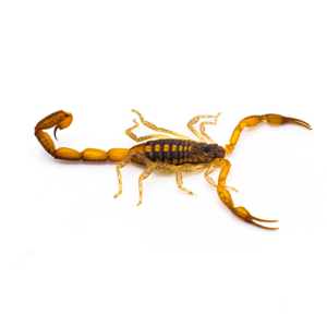 Hentz Striped Scorpion