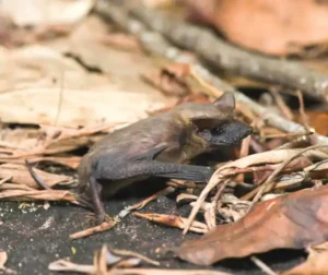 Mexican Free-Tailed Bats