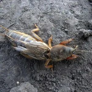 Mole Cricket