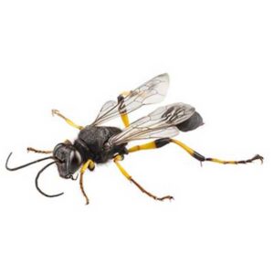Mud Dauber