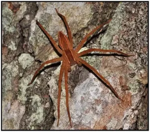 Nursery Web Spider