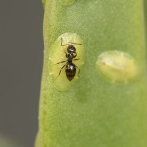 Rover Ant