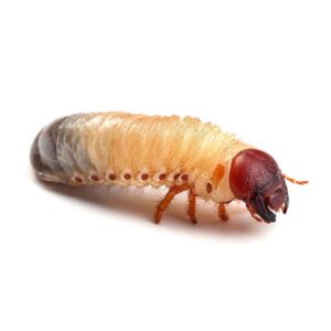 White Grub (Beetle Larvae)