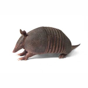 Armadillo Facts & Information