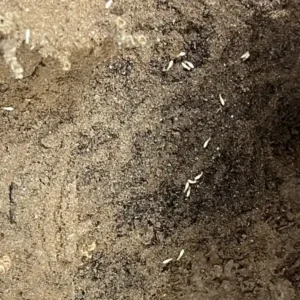 Asian Termite