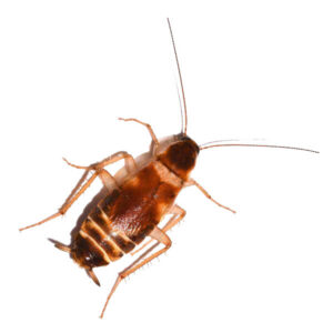 Brown-Banded Cockroaches (Supella longipalpa)