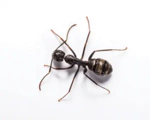 Carpenter Ant