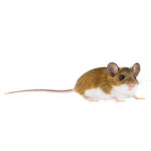 Deer Mouse Information