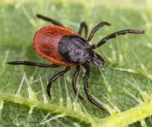 Deer Tick