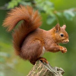 Fox Squirrel Facts & Information