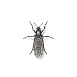 Gnat Fly