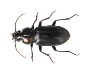 Ground Beetle