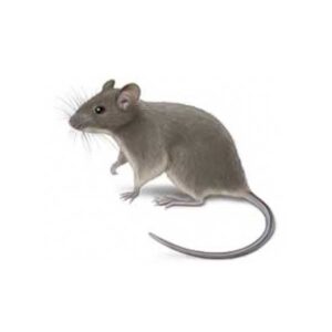 House Mouse Information