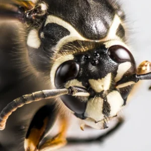 Bald Faced Hornet
