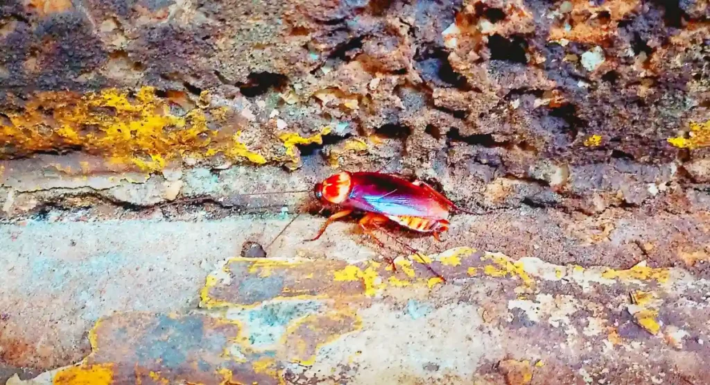 An Asian cockroach on a rotting log